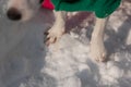 Close-up of freezing dog paws on white snow in winter. Royalty Free Stock Photo