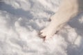 Close-up of freezing dog paws on white snow in winter. Royalty Free Stock Photo