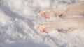 Close-up of freezing dog paws on white snow in winter. Royalty Free Stock Photo