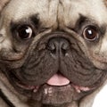 Close-up on a French Bulldog
