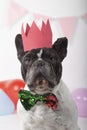Close-up of French bulldog with bow tie and red crown with party pennants and colorful balloons on white background. Happy Royalty Free Stock Photo