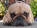 Close up of french bulldog face laying in back garden