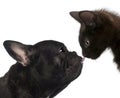 Close-up of a French bulldog licking