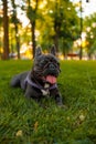 close-up french bulldog sticking out his tongue and breathing he is thirsty after a walk in the park Royalty Free Stock Photo