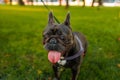 close-up french bulldog sticking out his tongue and breathing he is thirsty after a walk in the park Royalty Free Stock Photo