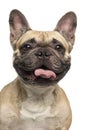 Close-up of a French Bulldog, sticking the tongue out, smiling