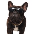 Close up of french bulldog wearing eyeglasses and golden necklace