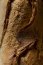 Close up of french crusty baguette, bread bakery themes Royalty Free Stock Photo