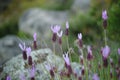 Close-up of French Lavender, Butterfly lavender, or Spanish lavender Royalty Free Stock Photo