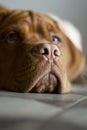 Close-up of a French Mastiff's muzzle.Dogue de Bordeaux nose