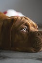 Close-up of a French Mastiff& x27;s muzzle. Vertical photo.