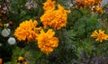 Close up french yellow marigold with nature vivid color. A single blooming marigold during Summer.