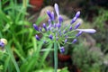 Close-up on fresh Agapanthus purple flower. Flowers and nature concept.