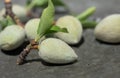 Close-up of fresh almonds, still green, lying side by side on a weathered copper tray