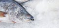 Close up Fresh Asian seabass, giant seaperch, barramundi or silver seaperch fish freezing on ice with copy space at seafood market Royalty Free Stock Photo