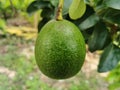 Close-up fresh avocado grow on the tree. Avocado fruit hanging on twig with green leaves background Royalty Free Stock Photo