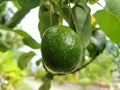 Close-up fresh avocado grow on the tree. Avocado fruit hanging on twig with green leaves background Royalty Free Stock Photo