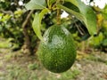 Close-up fresh avocado grow on the tree. Avocado fruit hanging on twig with green leaves background Royalty Free Stock Photo