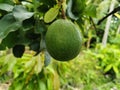 Close-up fresh avocado grow on the tree. Avocado fruit hanging on twig with green leaves background Royalty Free Stock Photo