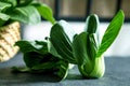 close up Fresh baby green bok choy on the black background , overhead or top view shot Royalty Free Stock Photo