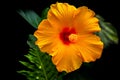 Beautiful and bright chinese hibiscus flower