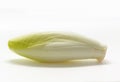 Close up of Fresh belgian endive on white background. Royalty Free Stock Photo