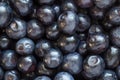 Close up of fresh bilberries