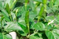 Close-up fresh bird chilli pepper