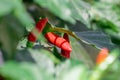 Close-up fresh bird chilli pepper