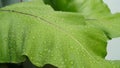 Close up of fresh BirdÃ¢â¬â¢s nest fern leaf with water drops Royalty Free Stock Photo