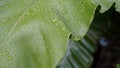 Close up of fresh BirdÃ¢â¬â¢s nest fern leaf with water drops Royalty Free Stock Photo