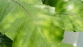 Close up of fresh BirdÃ¢â¬â¢s nest fern leaf with water drops Royalty Free Stock Photo