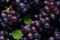 Close up of fresh black grapes , top view, seamless pattern. Generative Ai Royalty Free Stock Photo