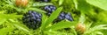Close-up of fresh blackberries on green moss with dewdrops in natural setting Royalty Free Stock Photo