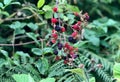 Close-up of fresh blackberries growing in a lush green bush outdoors Royalty Free Stock Photo