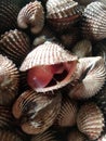 Close-up fresh blood cockle or blood clam (Tegillarca granosa) or kerang darah