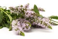 Purple peppermint flowers isolated on white background