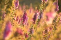 close up of fresh blooming purple foxglove digitalis purpurea growing on a meadow backlit by the rising sun july poland at sunrise Royalty Free Stock Photo