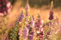 close up of fresh blooming purple foxglove digitalis purpurea growing on a meadow backlit by the rising sun july poland at sunrise Royalty Free Stock Photo