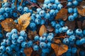 Close up of Fresh Blueberries on the Bush with Green Leaves in High Detail