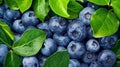 Close-up of fresh blueberries with green leaves Royalty Free Stock Photo