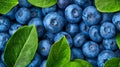 Close-up of fresh blueberries with green leaves Royalty Free Stock Photo