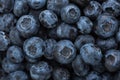 Close-up of fresh Blueberries Northern Highbush Blueberry. Selective focus. Flat lay