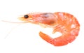 Close up of fresh boiled tiger shrimp Royalty Free Stock Photo