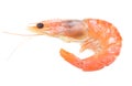 Close up of fresh boiled tiger shrimp Royalty Free Stock Photo