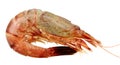 Close up of fresh boiled tiger shrimp isolated on white backgrou Royalty Free Stock Photo