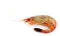 Close up of fresh boiled tiger shrimp isolated on white backgrou Royalty Free Stock Photo