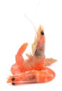 Close up of fresh boiled tiger shrimp Royalty Free Stock Photo