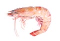 Close up of fresh boiled tiger shrimp isolated Royalty Free Stock Photo