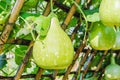 Close up of Fresh Bottle Gourd or Calabash Gourd hanging on wooden tunnel Royalty Free Stock Photo